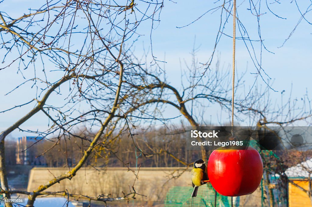 Great Tit on a feeder Great Titmouse on an apple feeder in a frosty weather in Russian villiage Animal Stock Photo