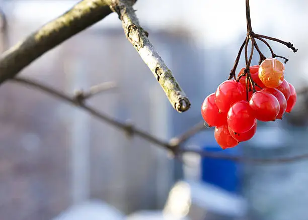 Viburnum berries at wintertime. Bunches of red viburnum, red berries, Guelder rose.