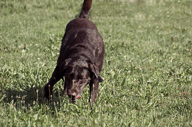 istock Cute black dog is playing outside on grass and copyspace 637701532