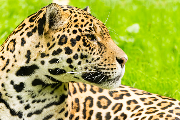 istock Portrait of a Jaguar. Panthera onca. 637701732