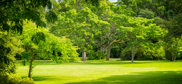 Green park in Gothenburg, Sweden. Big lawn and beautiful trees. Lush foliage.