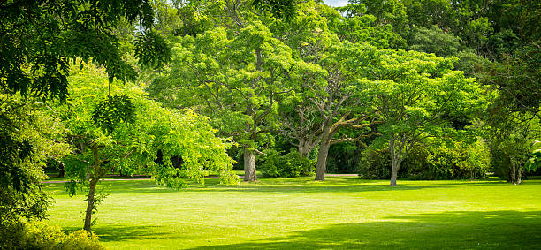 зеленый парк панорама - glade forest panoramic tree стоковые фото и изображения