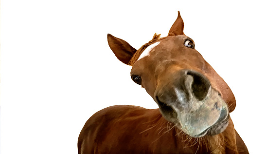 Chestnut thoroughbred horse looking forward with head cocked. White background. Horizontal.