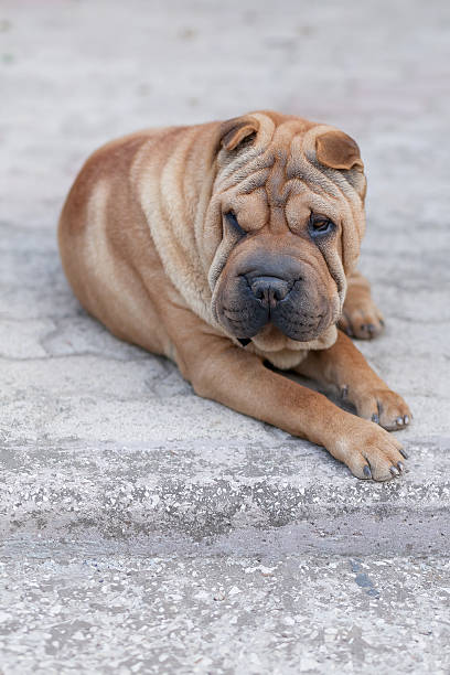 istock adult shar pei 637705428
