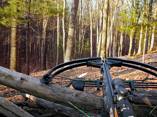 crossbow on tree trunk stock photo
