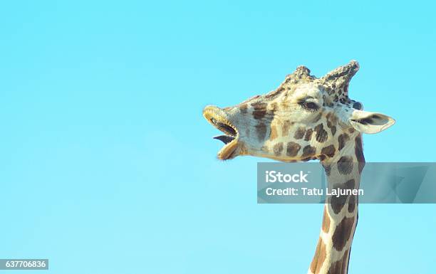 Giraffe Head Closeup With A Funny Face Stock Photo - Download Image Now - Africa, Animal, Animal Body Part