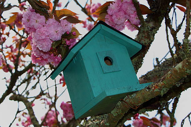 istock Green birdhouse in a tree 637711094