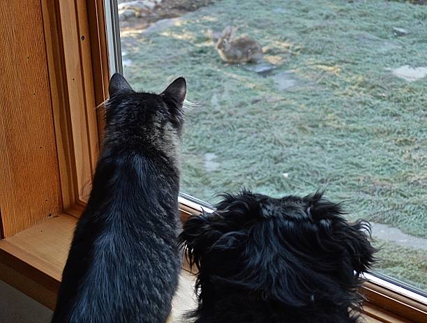 istock House Pets Watching Wildlife 637712544