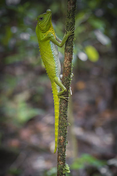 istock Green chameleon at tree branch in Singharaja Forest 637715680