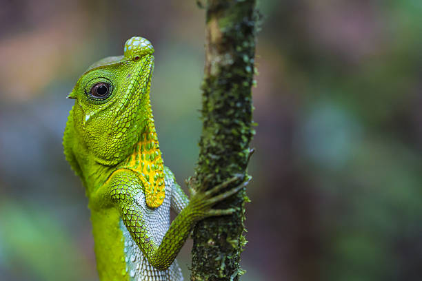 istock Green chameleon at tree branch in Singharaja Forest 637715802