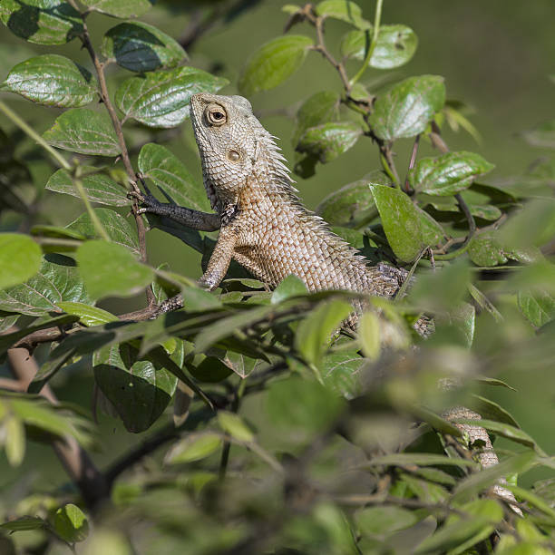 istock Lizard close up macro animal portrait 637716190
