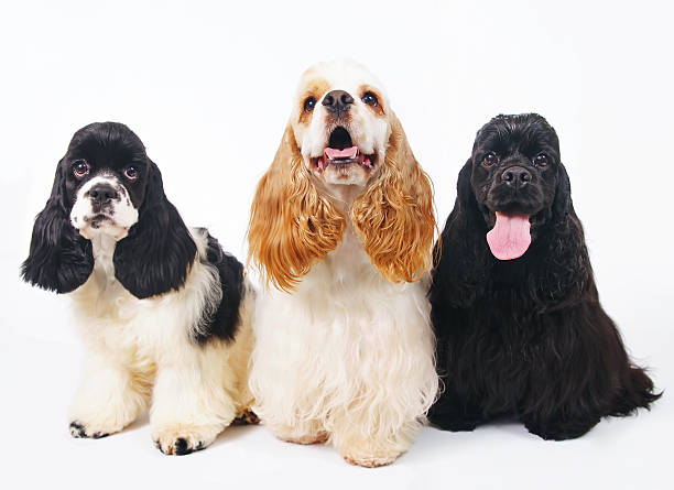 Three American Cocker Spaniel dogs posing indoors on white background Three American Cocker Spaniel dogs posing indoors on a white background cocker spaniel stock pictures, royalty-free photos & images