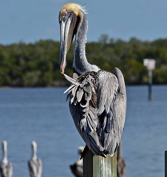 istock Pelican grooming in sun on Florida waterway 637717786