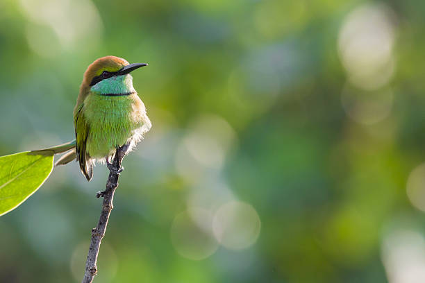 메롭오나투스, 나무에 꿀벌 먹는 사람 - bee eater colorful bird beautiful bird animal 뉴스 사진 이미지