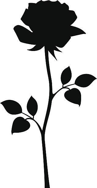 ilustraciones, imágenes clip art, dibujos animados e iconos de stock de silueta negra de rosa con tallo. ilustraciones vectoriales. - silhouette beautiful flower head close up