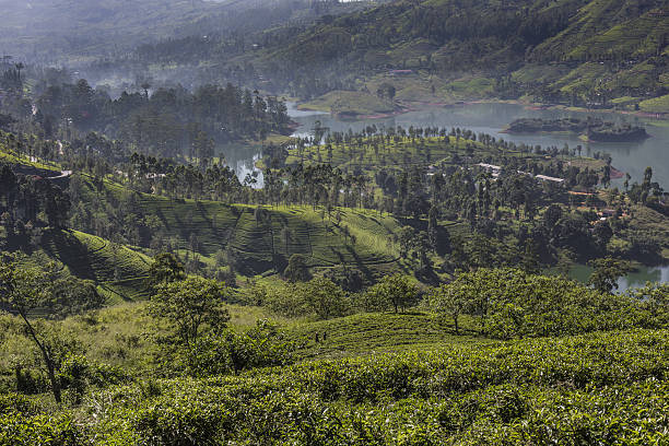 istock Tea plantation in sunset time. Nature background 637719280