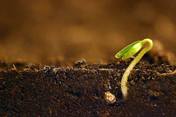 pianta in crescita. germoglio verde che cresce dal seme. - root growth dirt seed foto e immagini stock