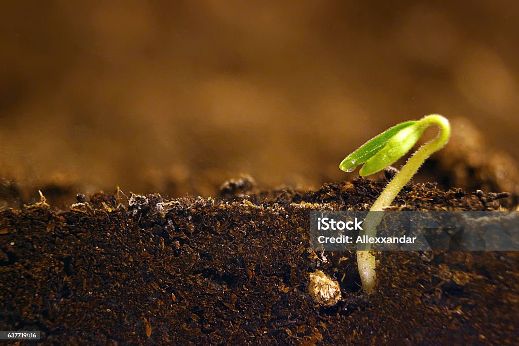 Growing plant. Green sprout growing from seed. Seed Stock Photo