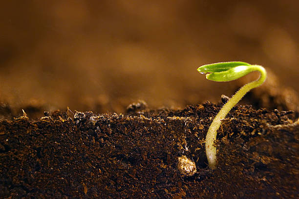 istock Growing plant. Green sprout growing from seed. 637719498