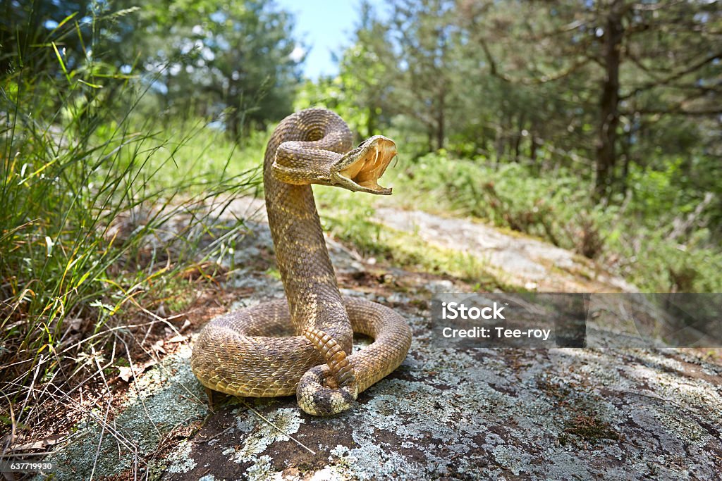 Serpiente de cascabel  - Foto de stock de Serpiente de cascabel libre de derechos