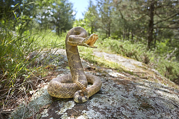 serpente a sonagli  - snake rattlesnake poisonous organism fang foto e immagini stock