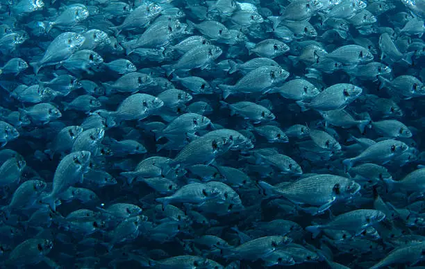 Photo of School of fish gilt-head bream