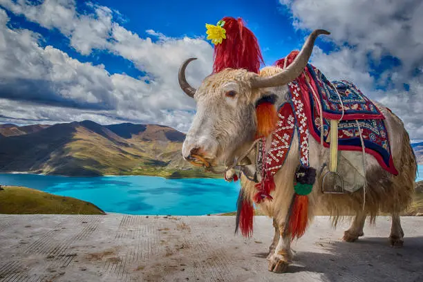 A YAK (Bos grunniens) with typical decoration during a holiday. In the background turquoise water of Yamdrok Lake in Tibet.