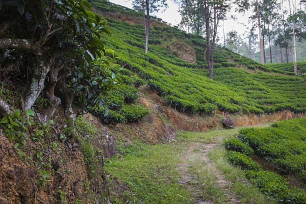 istock Landscape with green fields of tea in Sri Lanka 637720200