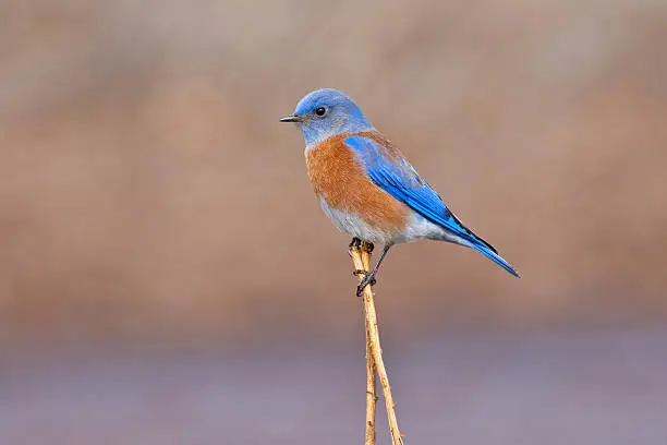 Photo of Male Western Bluebird Perched on a Stalk