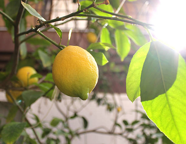istock Ripe lemons hang on tree branch in sunshine. 637722036