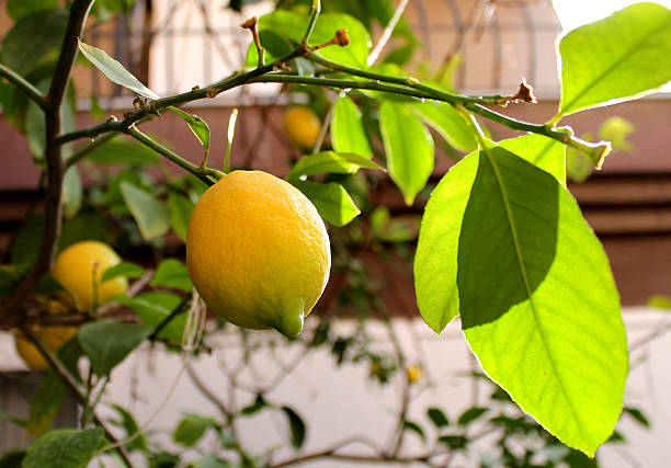 istock Ripe lemons hang on tree branch in sunshine. 637722088