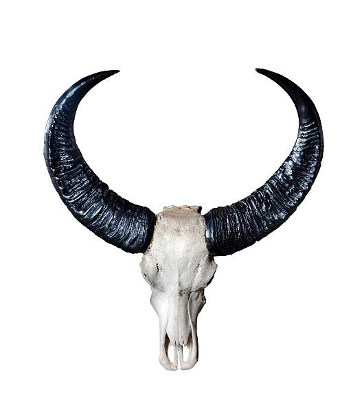 istock Wild Buffalo Skull Isolated on White Background 637722132
