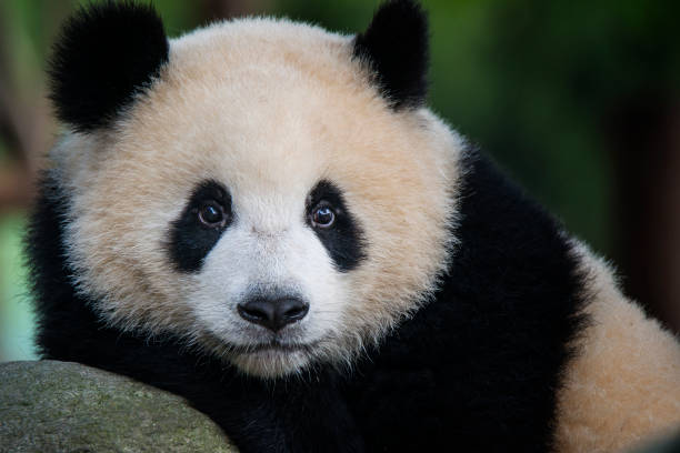 giant panda bear (ailuropoda melanoleuca)  - melanoleuca zdjęcia i obrazy z banku zdjęć