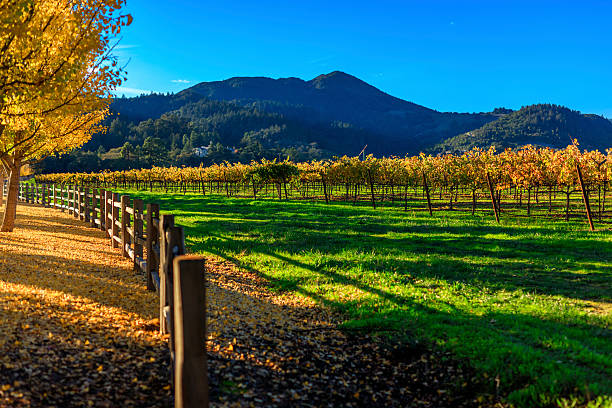 gelbe ginkgo-bäumen auf road lane in napa valley, kalifornien - vineyard napa valley field in a row stock-fotos und bilder