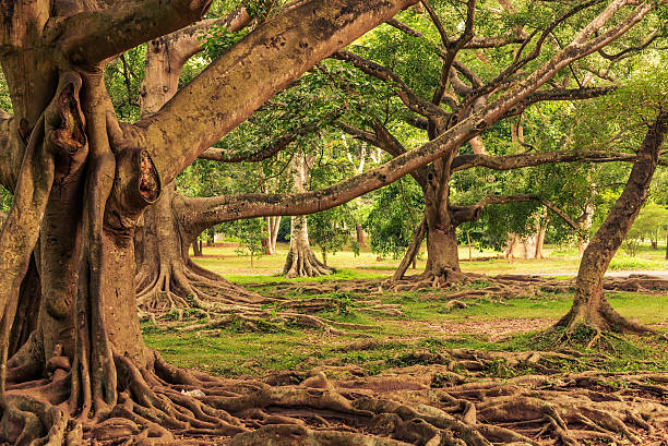 istock Sri Lanka: Royal Botanic Gardens, Peradeniya, Kandy 637722420