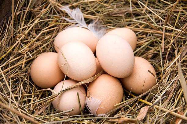 istock Four chicken eggs lying in the hay 637722510
