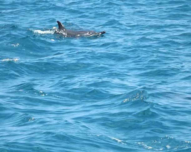 istock Noronha Sea Dolphin 1 637722742