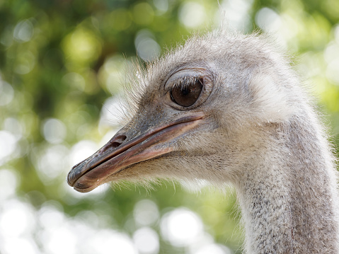 head of the ostrich close-up