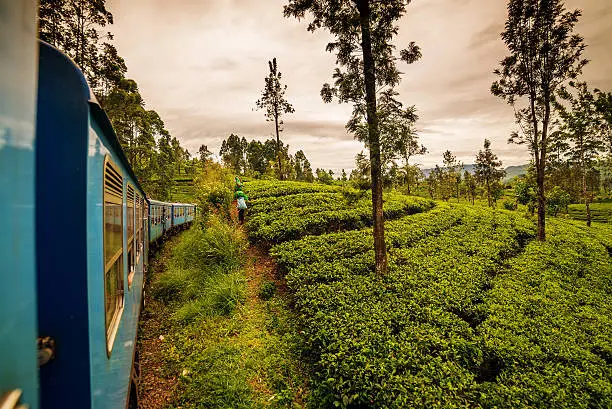 Sri Lanka: famous Ceylon highland tea fields next to Nuwara Eliya