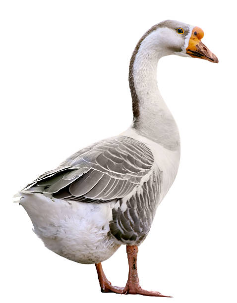 istock Domestic goose, Anser domesticus, isolated on white background 637723412