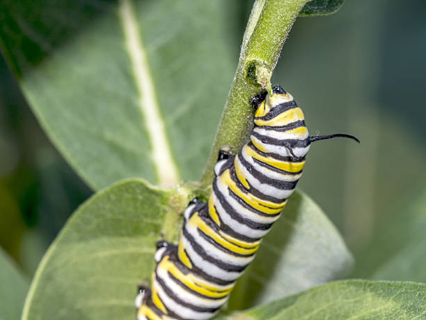 istock Monarchn Caterpillar, larval, Lepidoptera 637723572