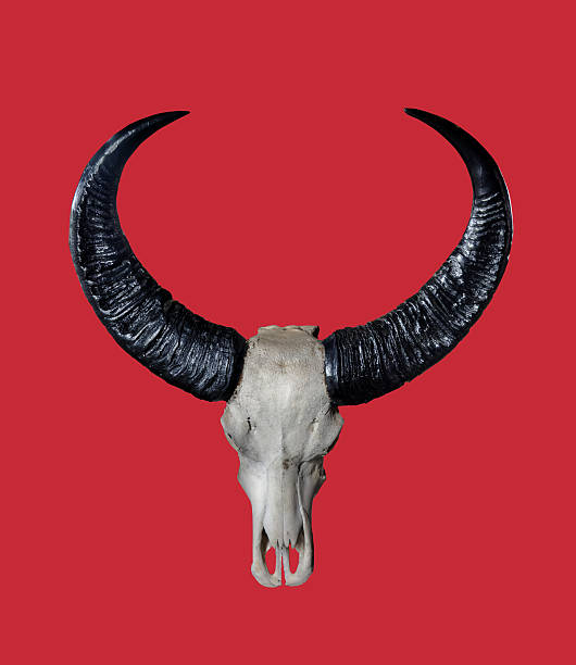 istock Wild Buffalo Skull Isolated on Red Background 637725170
