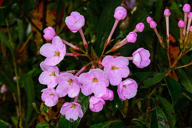 luculia gratissima, rubiaceae en doi luang chiang dao. - thailand mountain chiang mai province mountain range fotografías e imágenes de stock