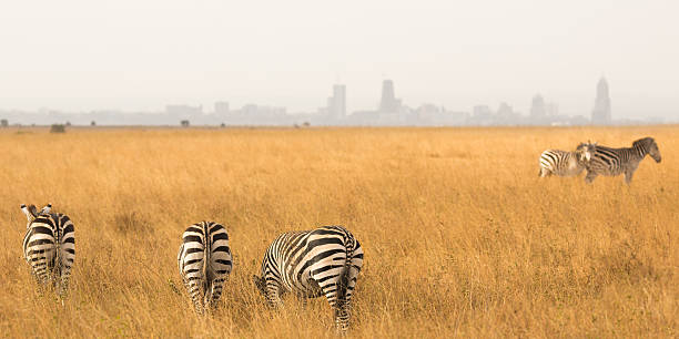 istock panoramic view from a herd of zebra's 637727792