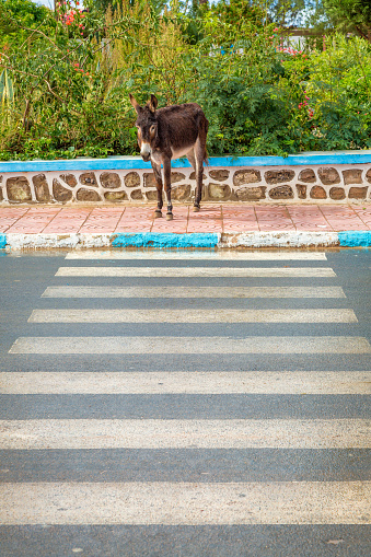 Farm animal crossing the road