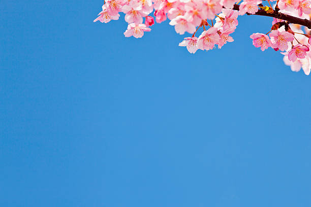 Pink Cherry Blossom Against Clear Blue Sky