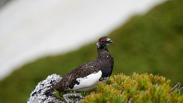 Rock Ptarmigan (Lagopus muta) winter plumage in Japan