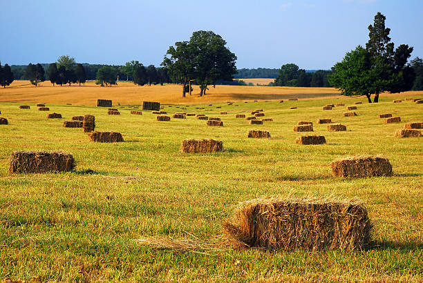 fardos de feno - manassas war famous place park imagens e fotografias de stock