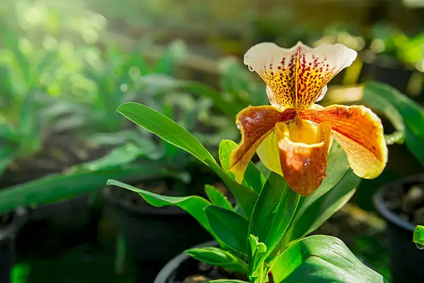 Orange Paphiopedilum Orchid flowers in the park, Thailand.