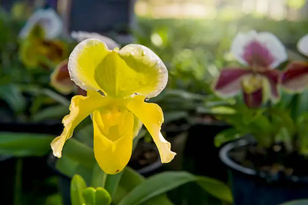 Yellow Paphiopedilum Orchid flowers in the park, Thailand.